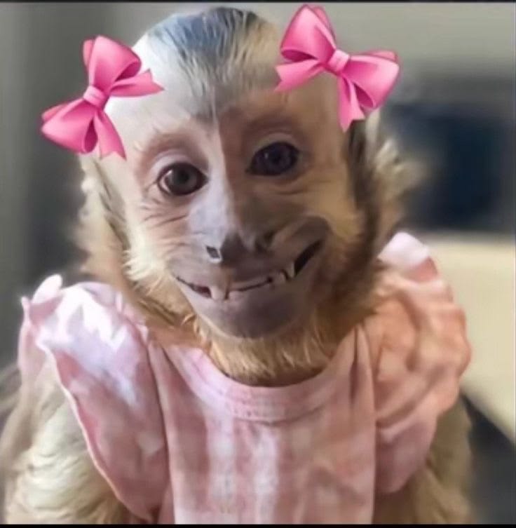 Macaquinho com laços rosa