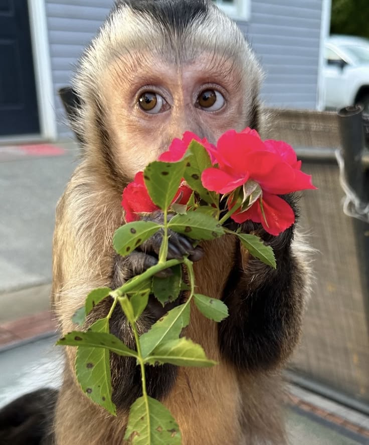Macaquinho segurando flores vermelhas