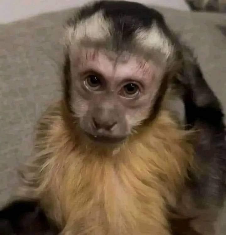 Macaquinho olhando